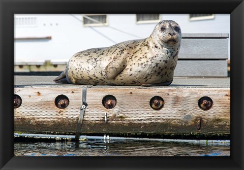 Framed Harbor Seal  Out On A Dock Print