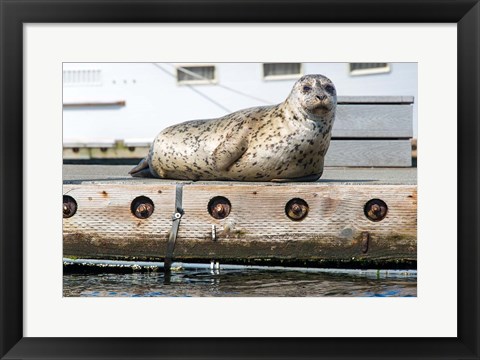 Framed Harbor Seal  Out On A Dock Print