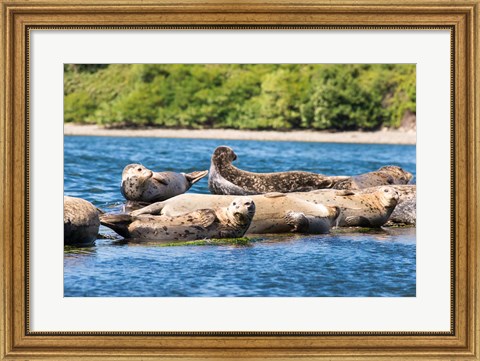 Framed Harbor Seal Gathering At Liberty Bay Print