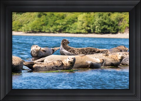 Framed Harbor Seal Gathering At Liberty Bay Print