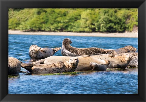 Framed Harbor Seal Gathering At Liberty Bay Print