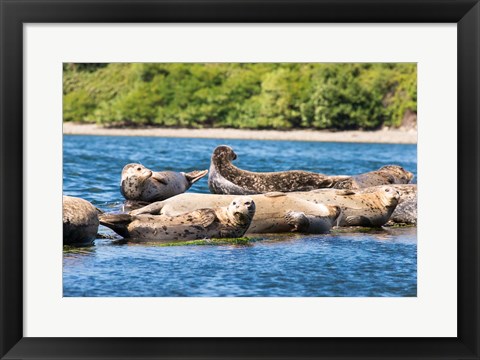 Framed Harbor Seal Gathering At Liberty Bay Print