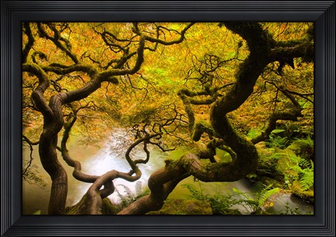 Framed Spring Japanese Maple Hanging Over A Pond Print
