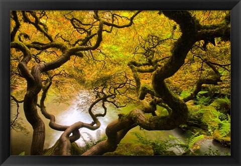 Framed Spring Japanese Maple Hanging Over A Pond Print