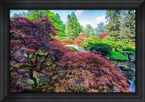 Framed Japanese Maple With Moon Bridge Print