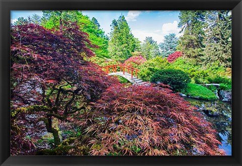 Framed Japanese Maple With Moon Bridge Print