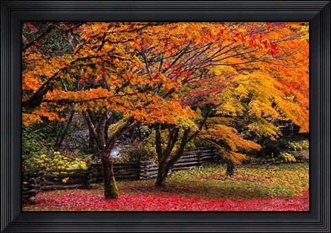 Framed Red Vine Maple In Full Autumn Glory Print