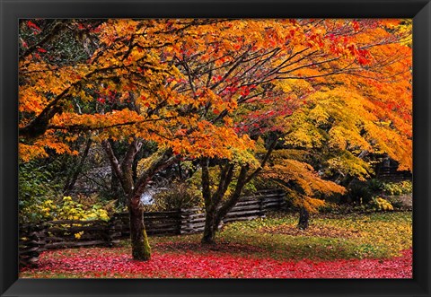 Framed Red Vine Maple In Full Autumn Glory Print