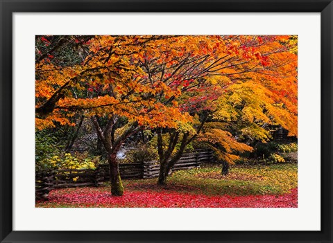 Framed Red Vine Maple In Full Autumn Glory Print