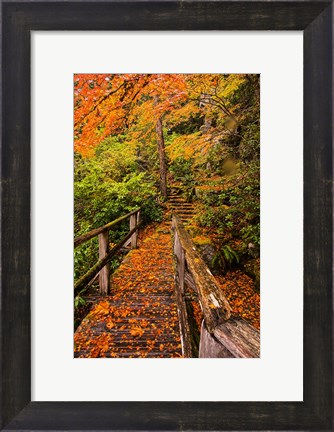 Framed Autumn Maple Leaves On A Bridge Print