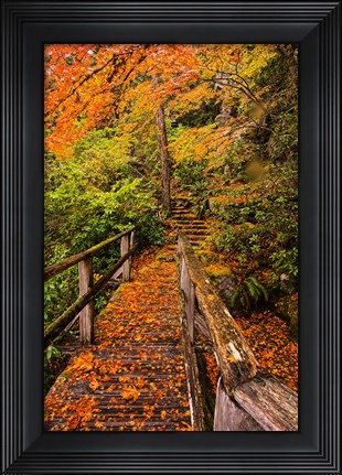 Framed Autumn Maple Leaves On A Bridge Print