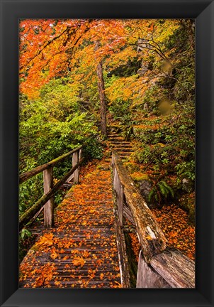 Framed Autumn Maple Leaves On A Bridge Print