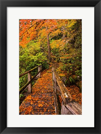 Framed Autumn Maple Leaves On A Bridge Print