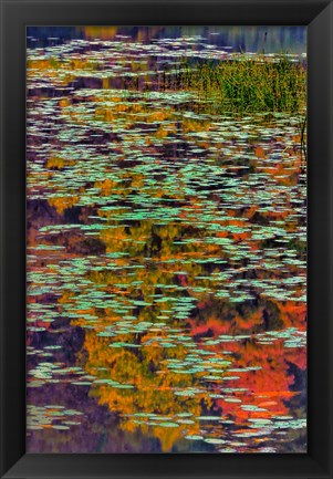 Framed Lily Pads And Autumn Reflections At Babcock State Park Print