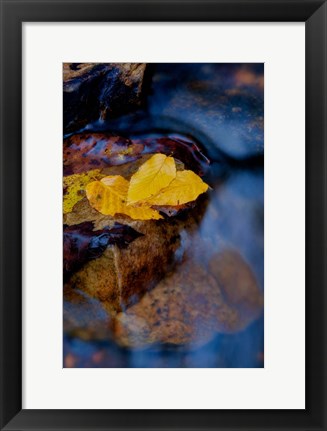 Framed Leaves Floating On Water Print