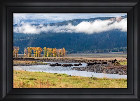 Framed Bison Crossing A Stream Print