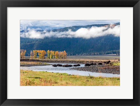 Framed Bison Crossing A Stream Print