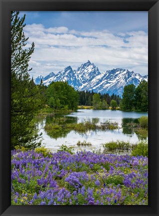 Framed Lupine Flowers With The Teton Mountains In The Background Print