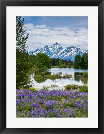 Framed Lupine Flowers With The Teton Mountains In The Background Print