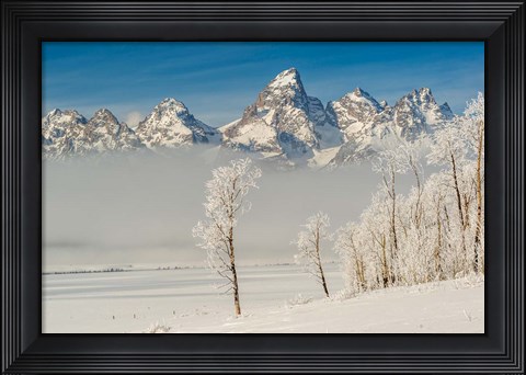 Framed Rimed Cottonwoods And Tetons From The Antelope Flats Road Print