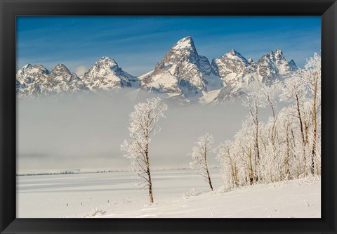 Framed Rimed Cottonwoods And Tetons From The Antelope Flats Road Print