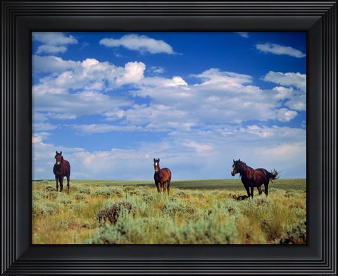 Framed Wild Horses Near Farson, Wyoming Print