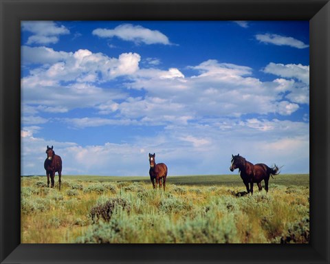 Framed Wild Horses Near Farson, Wyoming Print