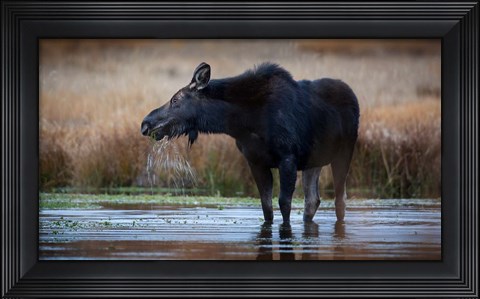 Framed Moose Eating Watercress In A Pond Print