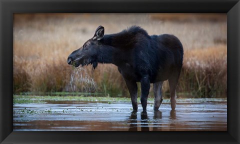 Framed Moose Eating Watercress In A Pond Print