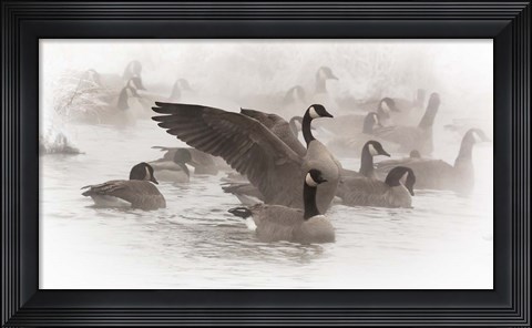 Framed Artistic Shot Of Canadian Geese In The Mist Print