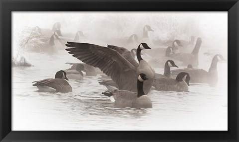 Framed Artistic Shot Of Canadian Geese In The Mist Print