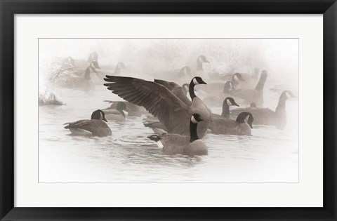 Framed Artistic Shot Of Canadian Geese In The Mist Print