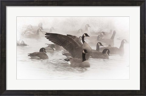 Framed Artistic Shot Of Canadian Geese In The Mist Print
