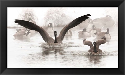 Framed Canadian Geese Land In A Winter&#39;s Pond Print
