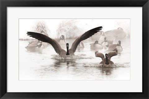 Framed Canadian Geese Land In A Winter&#39;s Pond Print