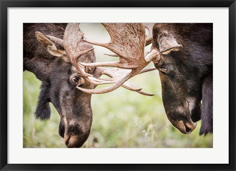 Framed Close-Up Of Two Bull Moose Locking Horns Print