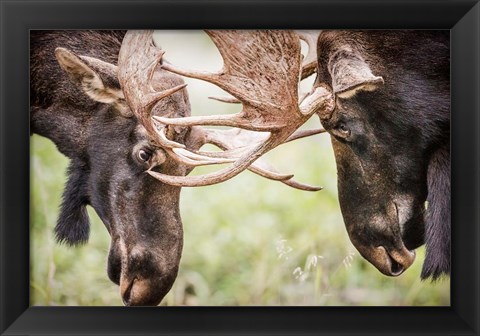 Framed Close-Up Of Two Bull Moose Locking Horns Print