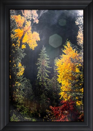 Framed Sunshine On An Autumn Forest Print