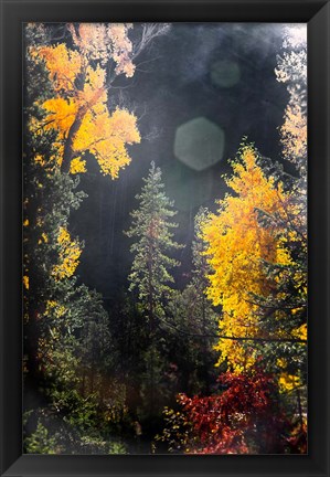 Framed Sunshine On An Autumn Forest Print