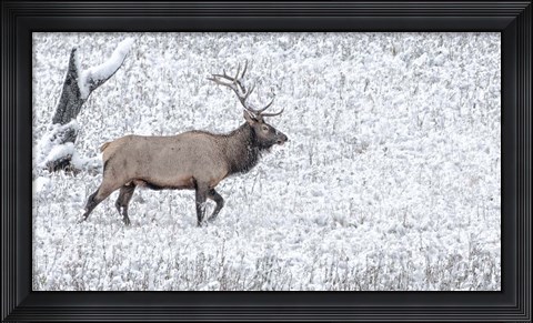Framed Bull Elk Walks In The Snow Print