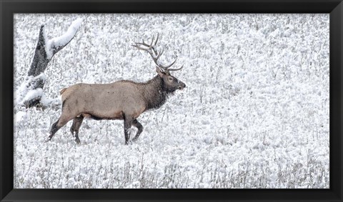 Framed Bull Elk Walks In The Snow Print