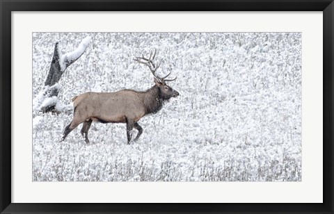 Framed Bull Elk Walks In The Snow Print