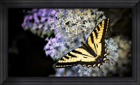 Framed Western Tiger Swallowtail Butterfly On A Lilac Bush Print