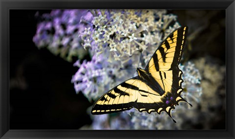 Framed Western Tiger Swallowtail Butterfly On A Lilac Bush Print