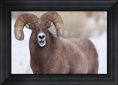 Framed Bighorn Sheep With Grass In His Mouth Print