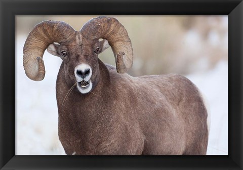 Framed Bighorn Sheep With Grass In His Mouth Print