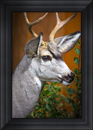Framed Close-Up Of A Mule Deer Print