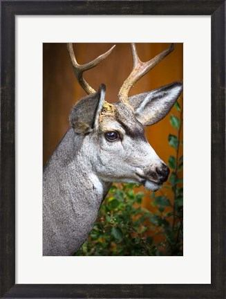 Framed Close-Up Of A Mule Deer Print