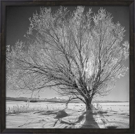 Framed Lone Ice Tree (BW) Print