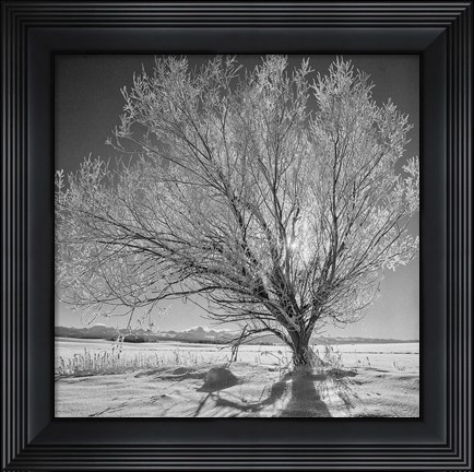 Framed Lone Ice Tree (BW) Print